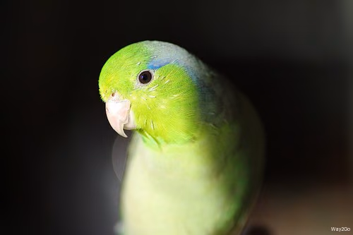 悲しすぎるマメルリハとの別れ