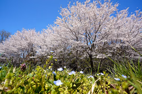 2012年の桜はNEX5-Nにて
