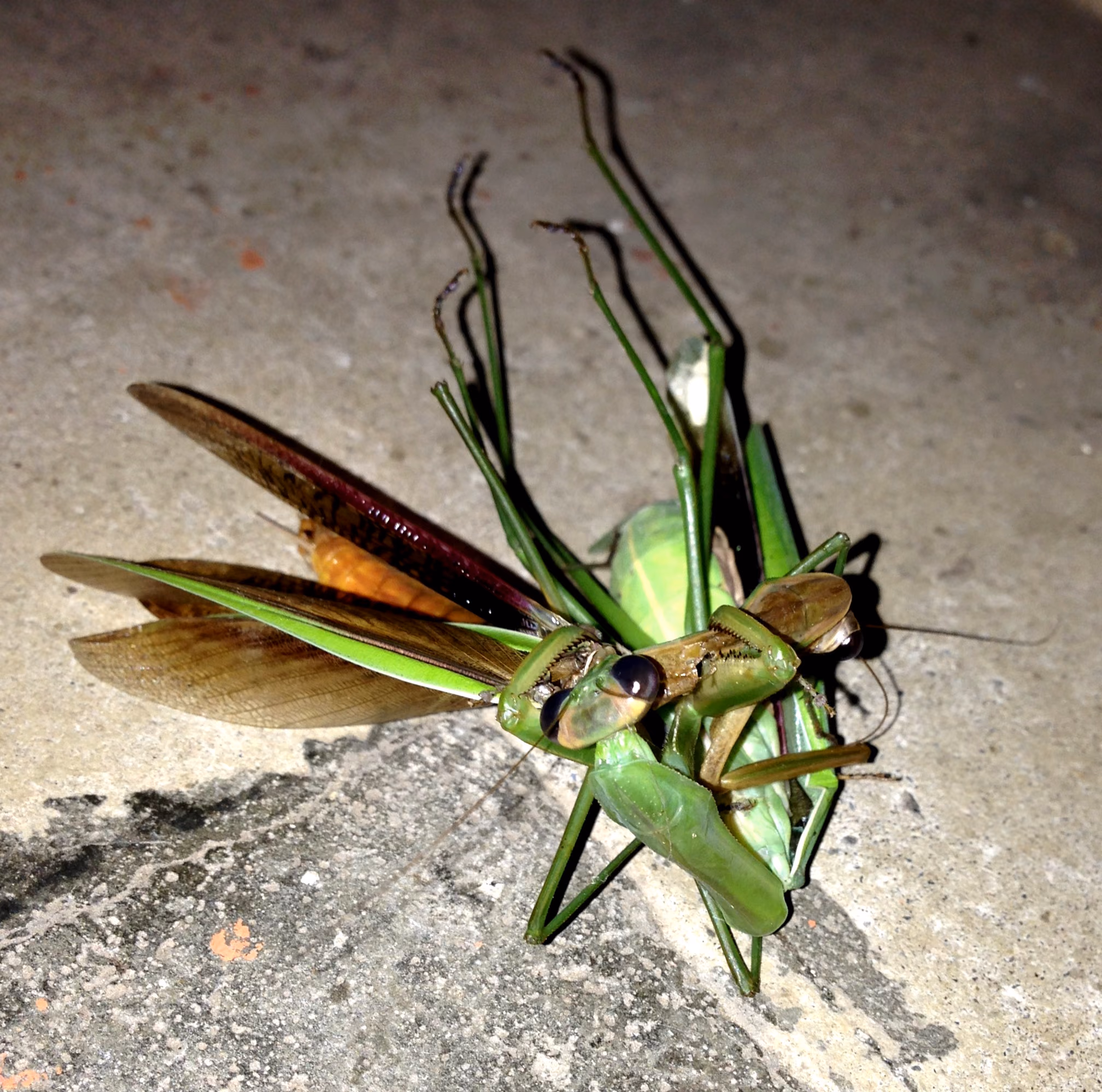 自然の掟！カマキリの衝撃現場に遭遇
