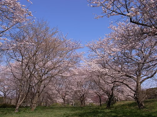 今年の桜