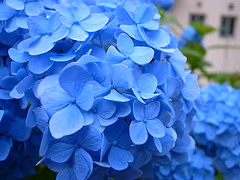 紫陽花は食べられません