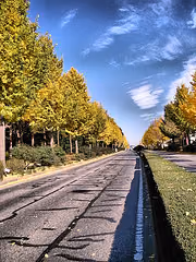 つくばの紅葉状況