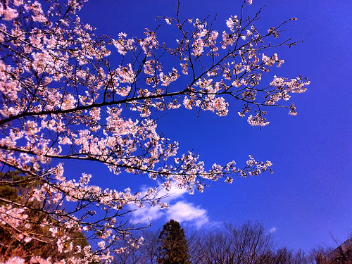 つくばの桜は今週末が見頃？