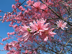 今年は、いろんなカメラで桜を撮ってみたよ