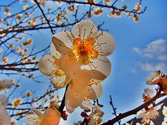S90で初梅の花