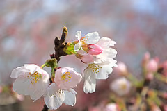 曇り空の桜