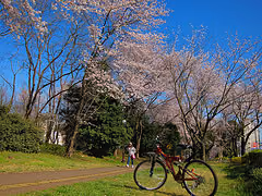S90で桜