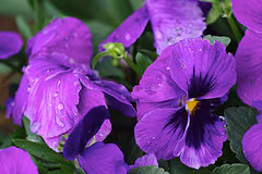 TAMRON SP AF 90mm F/2.8 Di MACRO購入しました