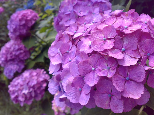 紫陽花も雨乞い？