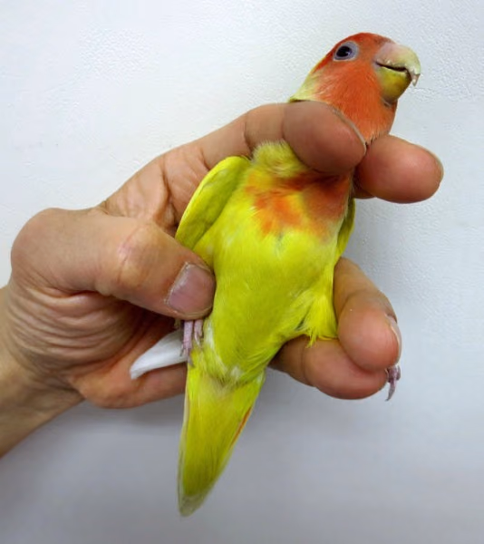 ニギコロが簡単に出来るようになる!?| インコの正しい持ち方