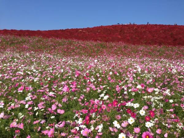 コキアと秋桜が満開のひたち海浜公園