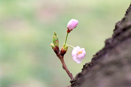 追悼の花見