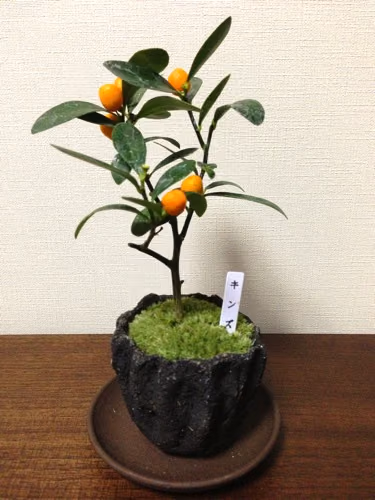 正月用に無印良品のキンズ盆栽を買いました