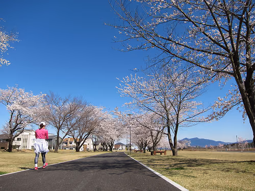 研究学園 学園の杜公園の桜