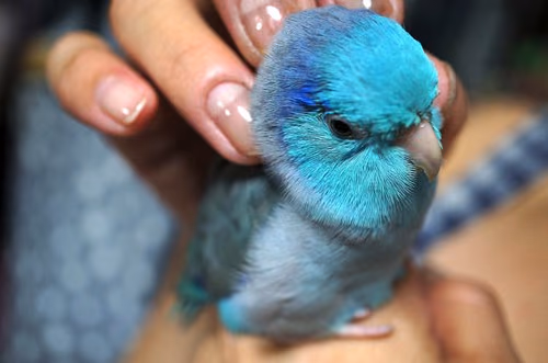 3歳のマメルリハ「カイ」との別れ
