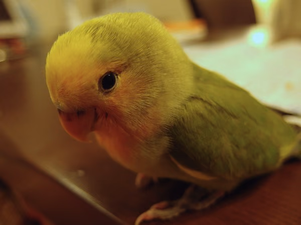 コザクラインコのライムをお迎えしました