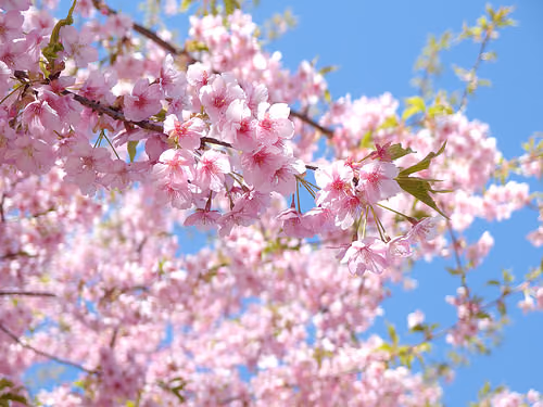 PENTAX MX-1で撮る桜風景