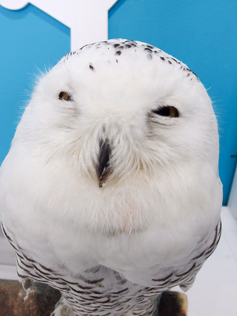 イーアスにオープンしたモフアニマルカフェに行ってきた