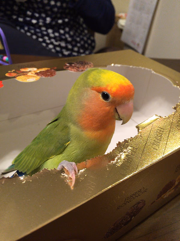 １才のコザクラインコの健康診断