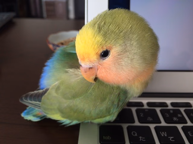 コザクラインコお迎えから1週間の成長と体重減