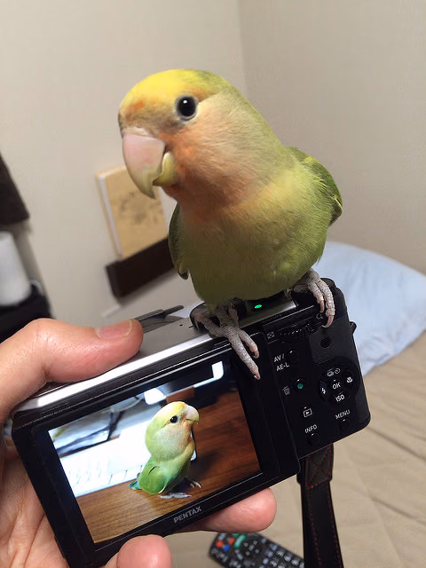 お迎えから2ヶ月目のコザクラインコ