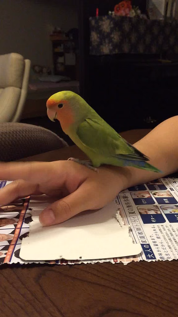 お迎えから半年経ったコザクラインコ