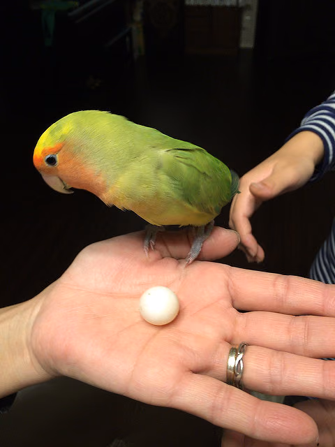 お迎えから10ヶ月のコザクラインコに衝撃の事実が！