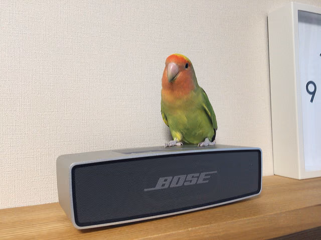 お迎えから1年のコザクラインコ