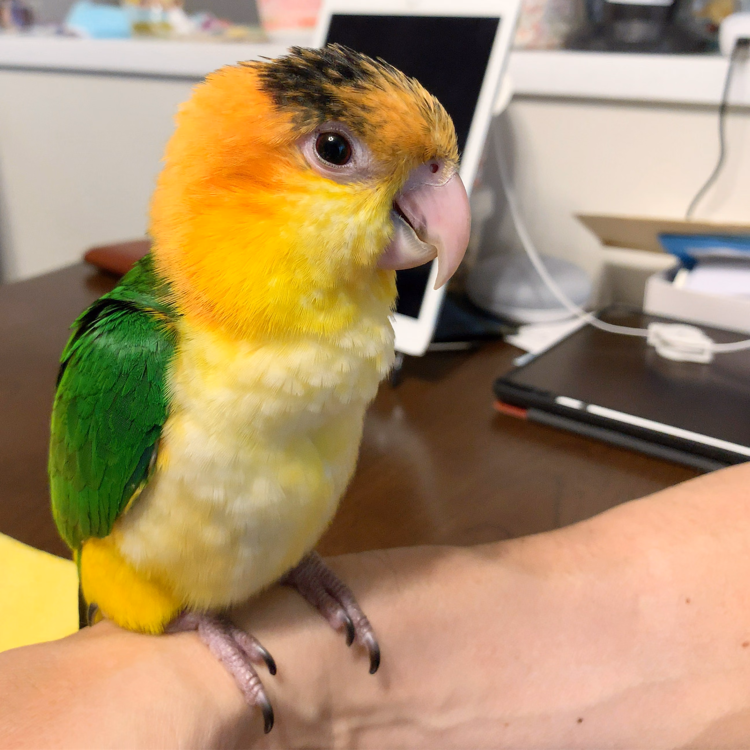 お迎えから半年のシロハラインコ