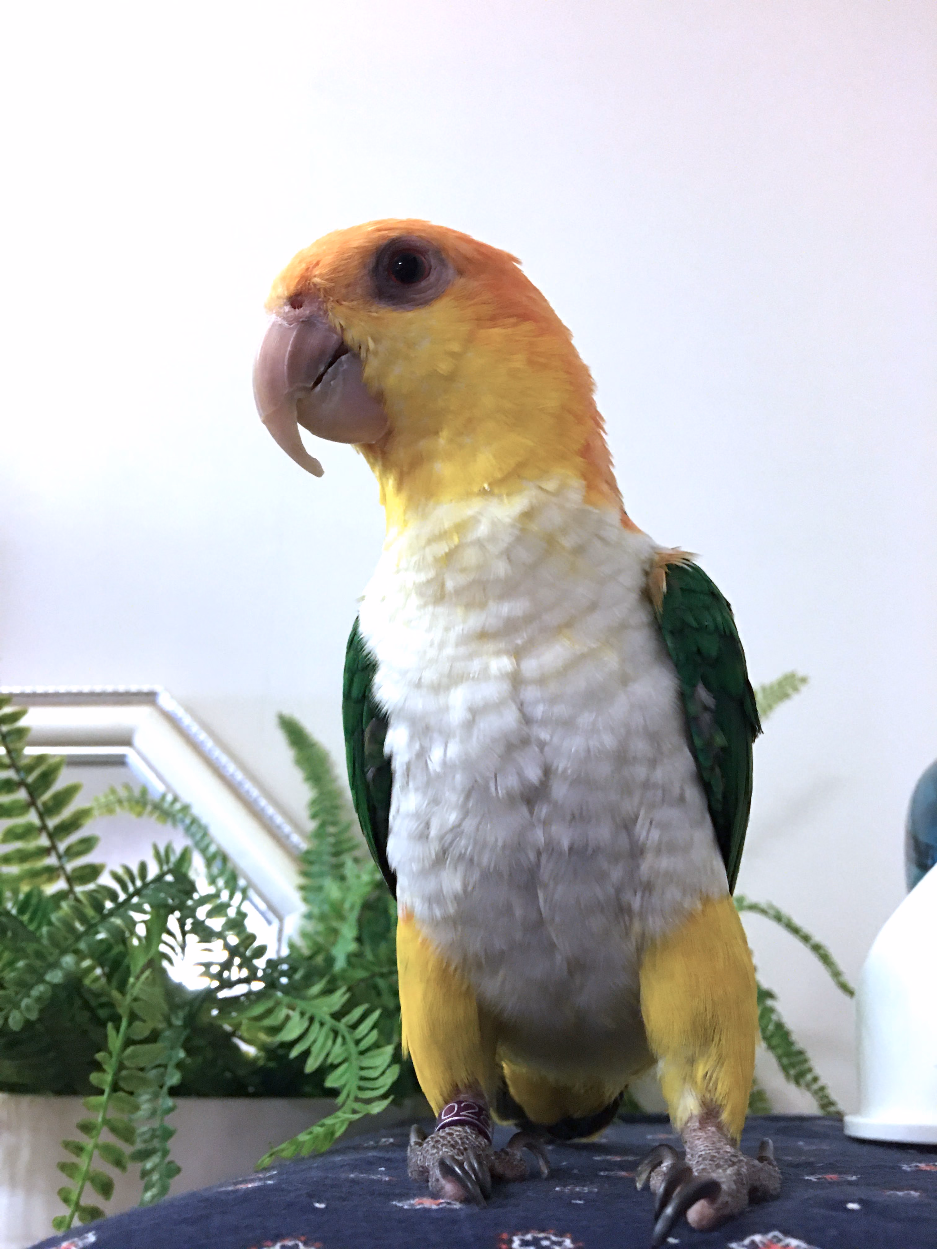 シロハラインコお迎えから１年