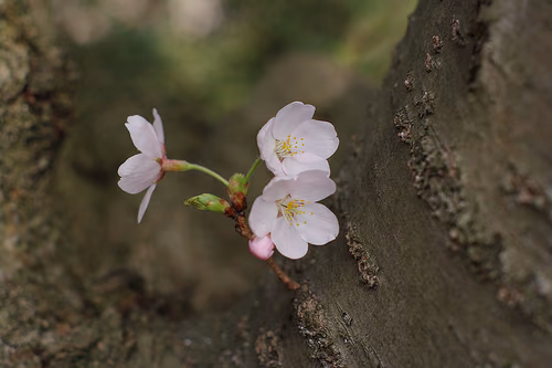 2011.Sakura