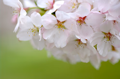 2011.Sakura