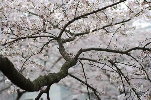 2011.Sakura